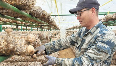 陕西蒲城县罕井镇：11个香菇产业园带动农户增收