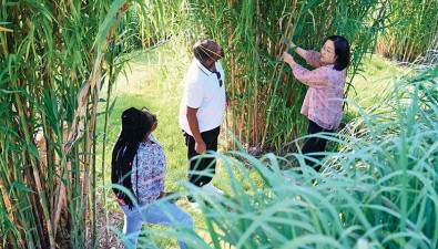 中国菌草播撒希望