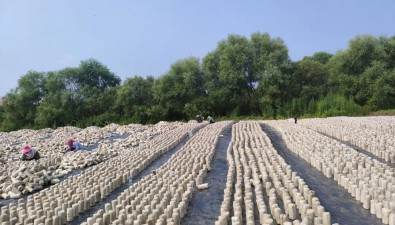 吉林磐石松山鎮：靈芝大棚數量達800棟