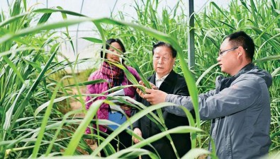 奔跑的“中國(guó)草”