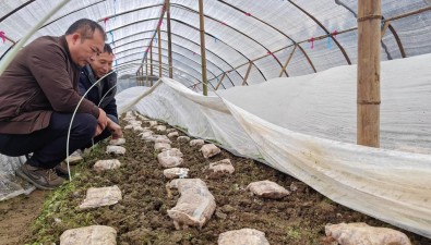 菇農(nóng)陳余德：種植羊肚菌11年，已有4個羊肚菌基地