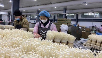 贵州威宁：食用菌企业日产110吨金针菇销往全国