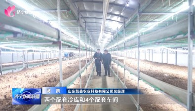 山东汶上：食用菌种植基地黑皮鸡枞菌进入采摘高峰期