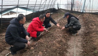 湖北省食用菌專家開展珍稀菌生產技術服務