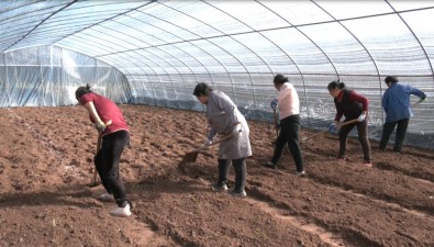 四川通江推广食用菌管护技术，做大“金名片”