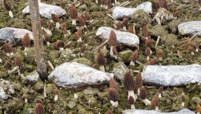 貴州凱里平良貢米種植示范基地羊肚菌畝產近600斤