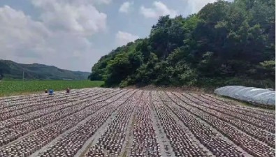 遼寧力爭到2027年食用菌全產業鏈產值超120億元