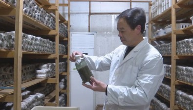 農民“菇專家”阮雁：堅守30年，傳承推廣食用菌栽培技術