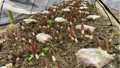 四川平昌縣：花臺里種出羊肚菌