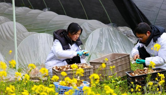 重庆黔江羊肚菌产业加大科技“含金量”