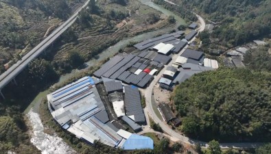 福建古田前垅村：猴頭菇畝產干品超6000斤