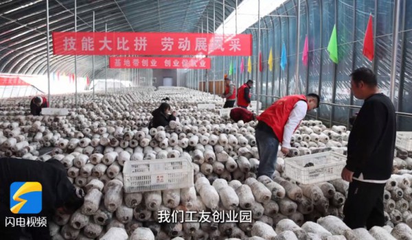 山东济南市：智能菌菇种植与足球赛事共绘多元经济新图景