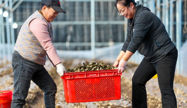 山东莱西农民采收羊肚菌