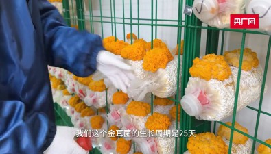 30㎡菇房，年产值达20万元！小菇房牵出共富大产业