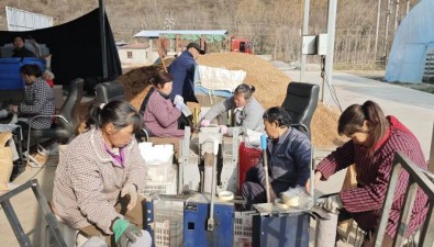 高家坝食用菌生产基地：今年预计生产15万棒香菇菌棒