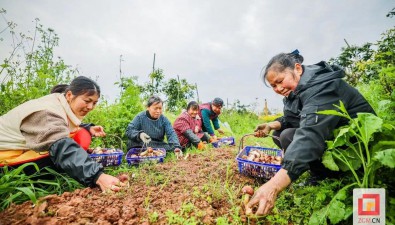 四川富顺：柑橘林下种大球盖菇，亩产可达3万元