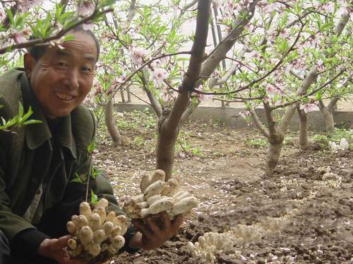 桃树下种腿菇 立体种植效益高(图)_产业资讯_食用菌新闻_中国食用菌