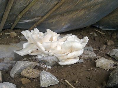 北京团市委机关帮村扶户活动栗树蘑种植基地首个蘑菇出土