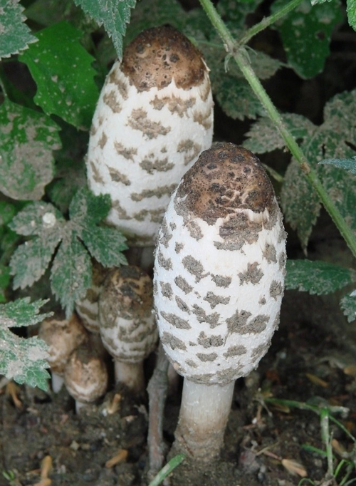 野生鸡腿菇